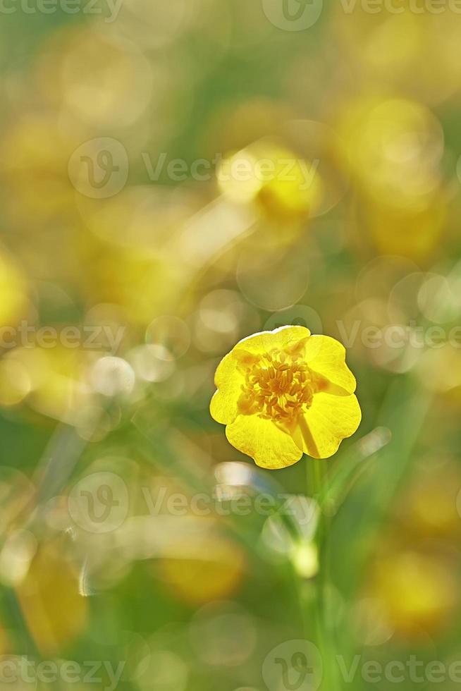 Yellow buttercup flower photo