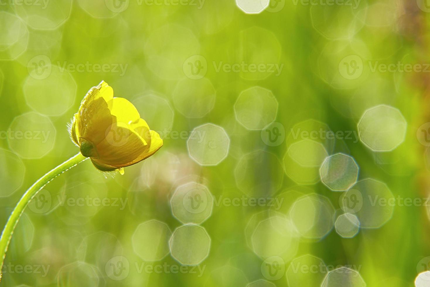 Yellow buttercup flower photo