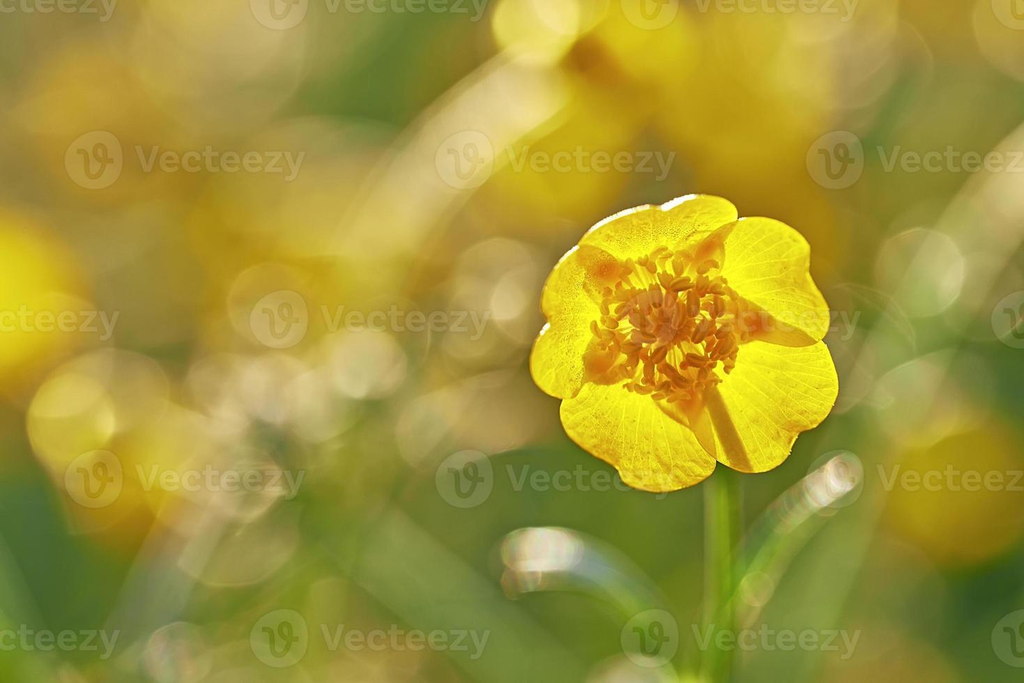 Yellow buttercup flower photo