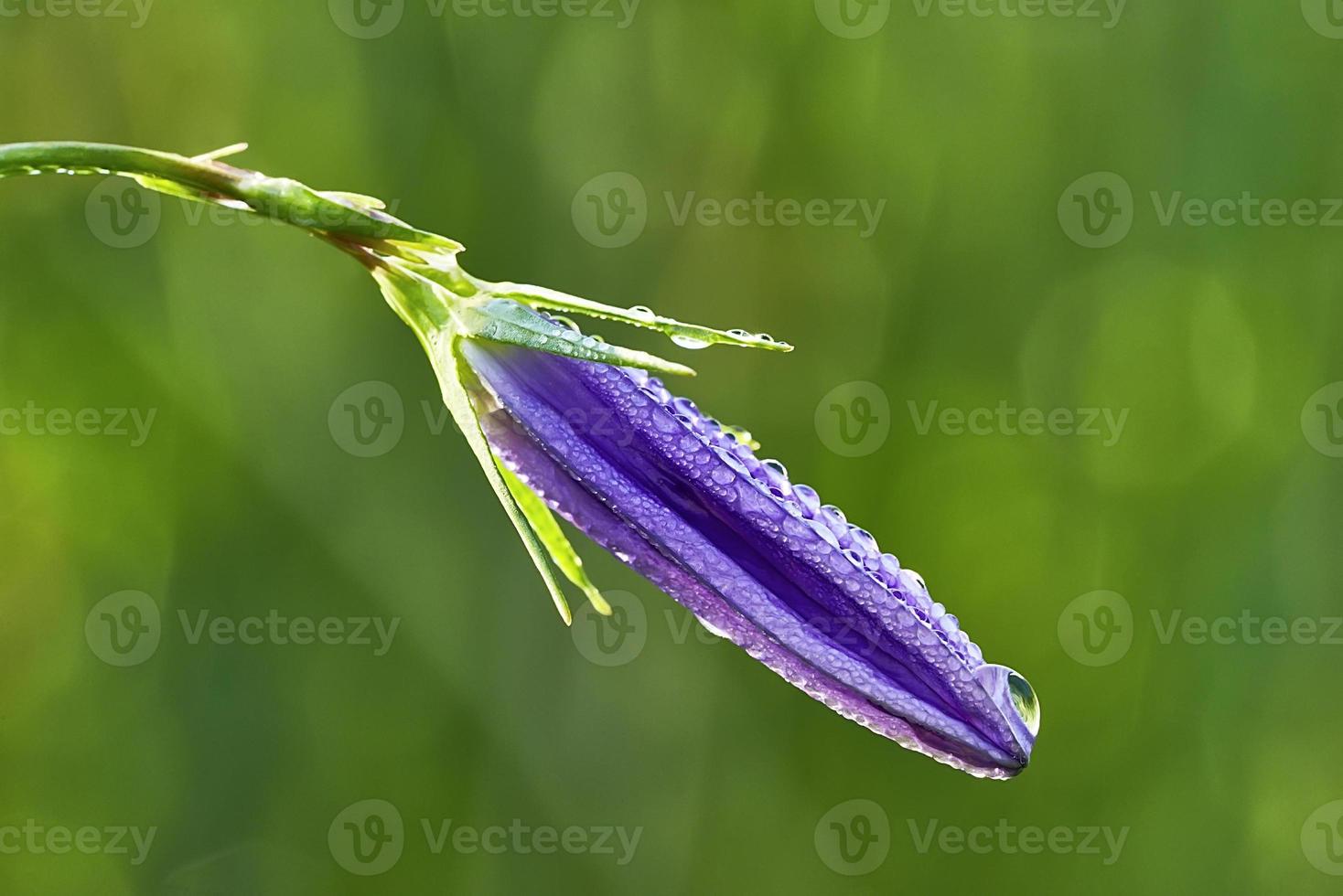 Bell flower and dews photo