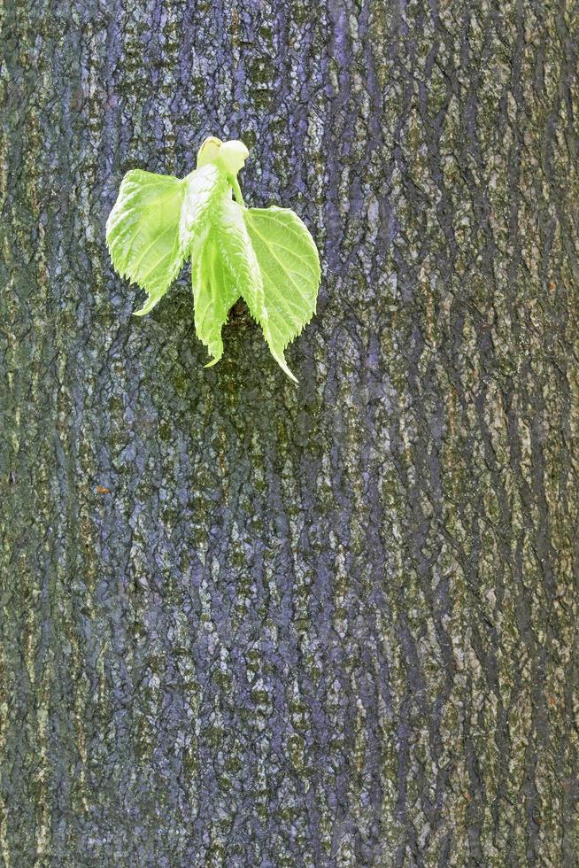 Lime leaf on wood photo