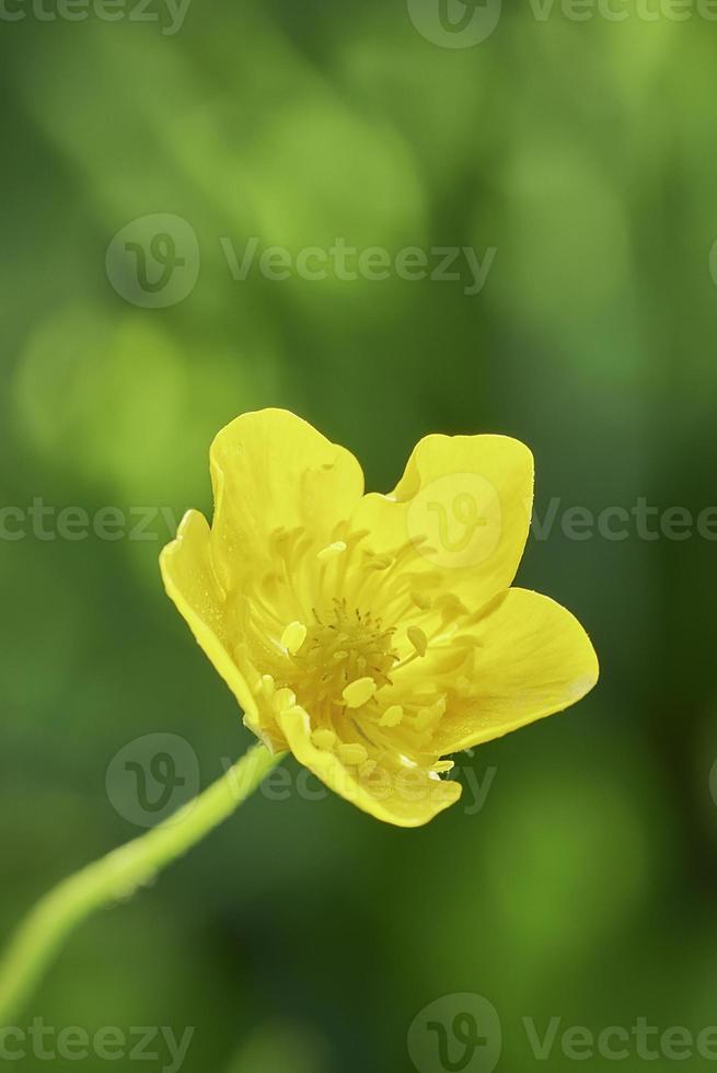 Beautiful buttercup flower photo