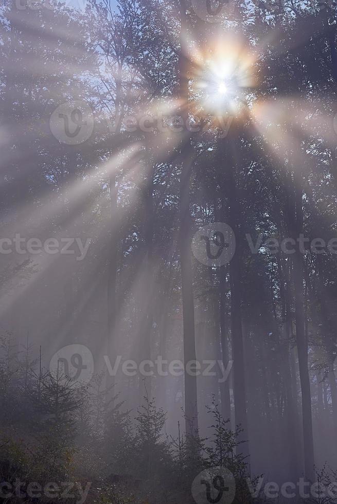 Sun and forest photo