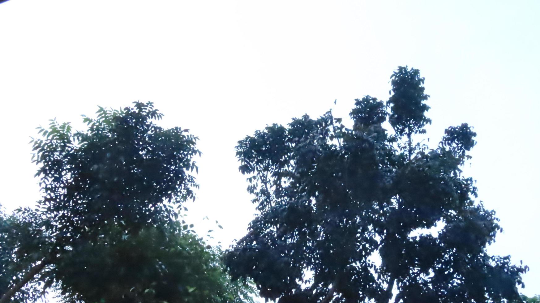 The photo shows the leaves and tree, illuminated by sunlight. In the background there are green trees.