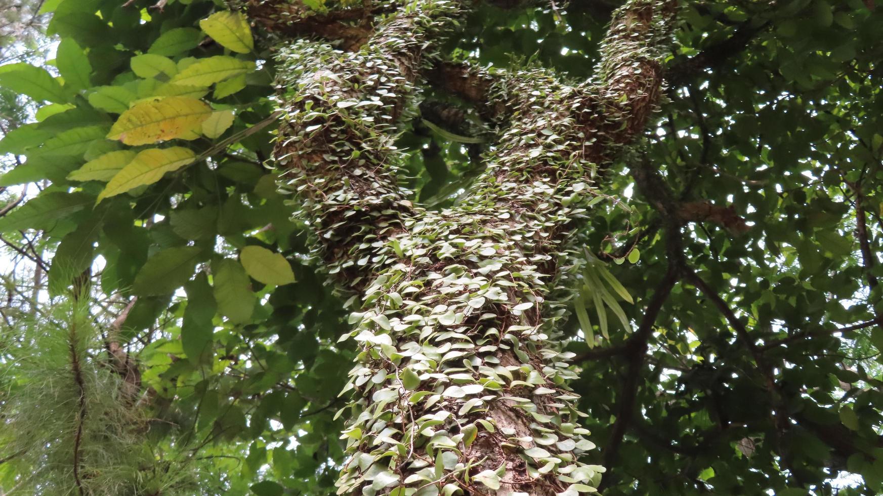 The photo shows the leaves and tree, illuminated by sunlight. In the background there are green trees.