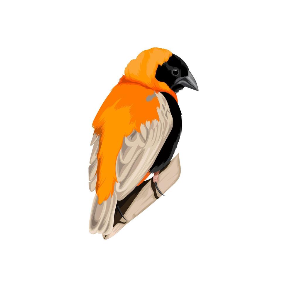 Southern Red Bishop bird vector