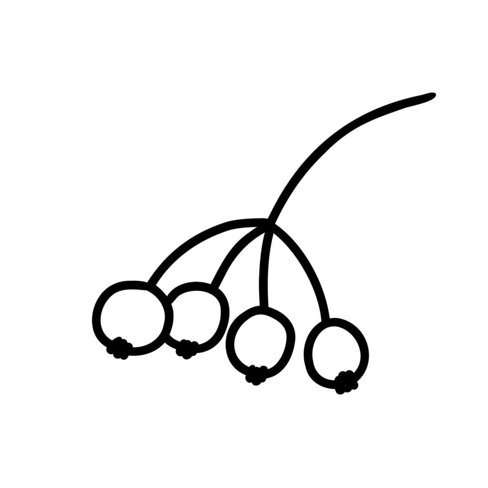 Vector illustration of rowan berry. Hand drawn fall plant sketch isolated on white background. Doodle