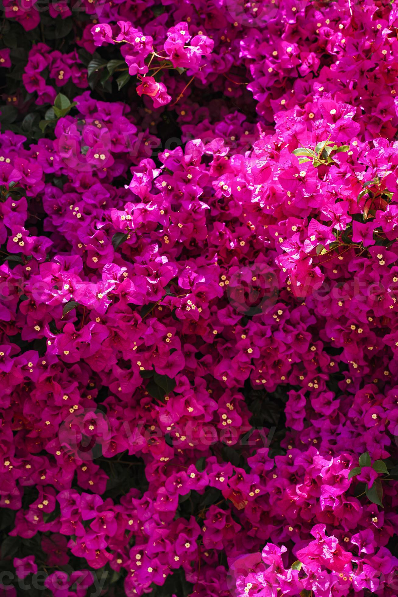 Pink Bougainvillea background 12263229 Stock Photo at Vecteezy
