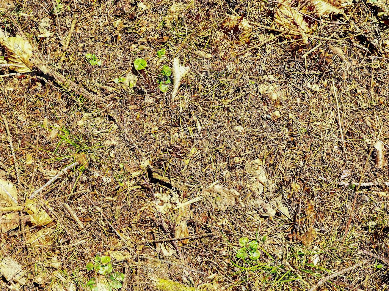 Detailed close up view on a forest ground texture with moss and branches photo