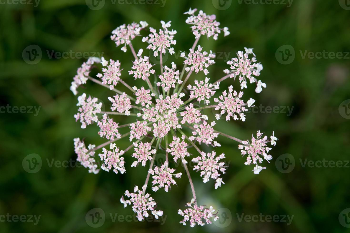 white and pink flower petals close up photo