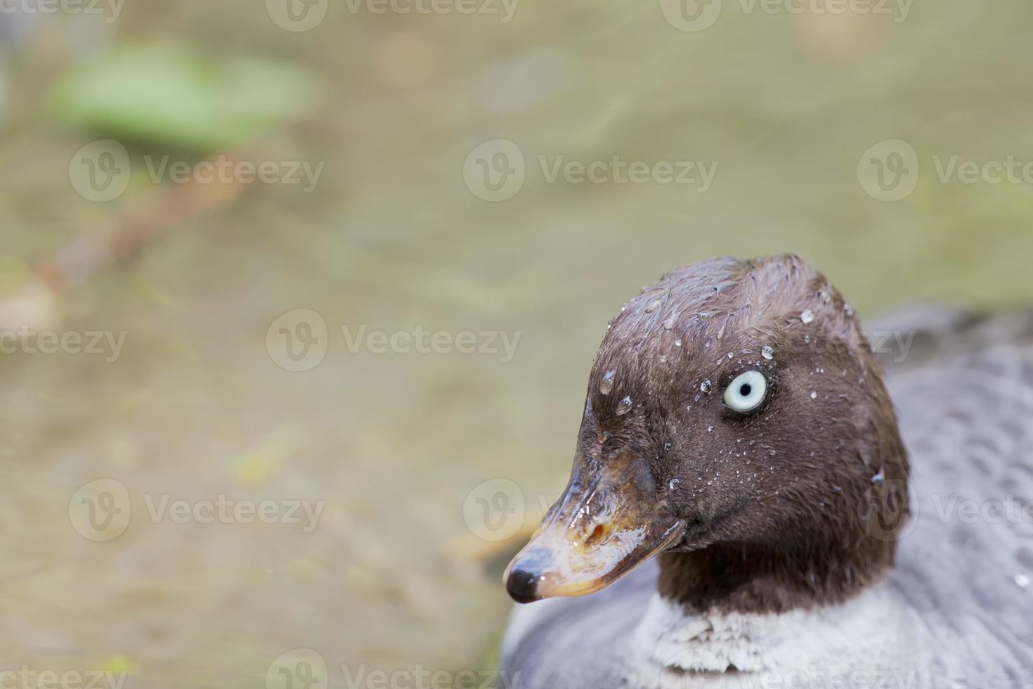 pato raik de agua aislado mientras te mira foto