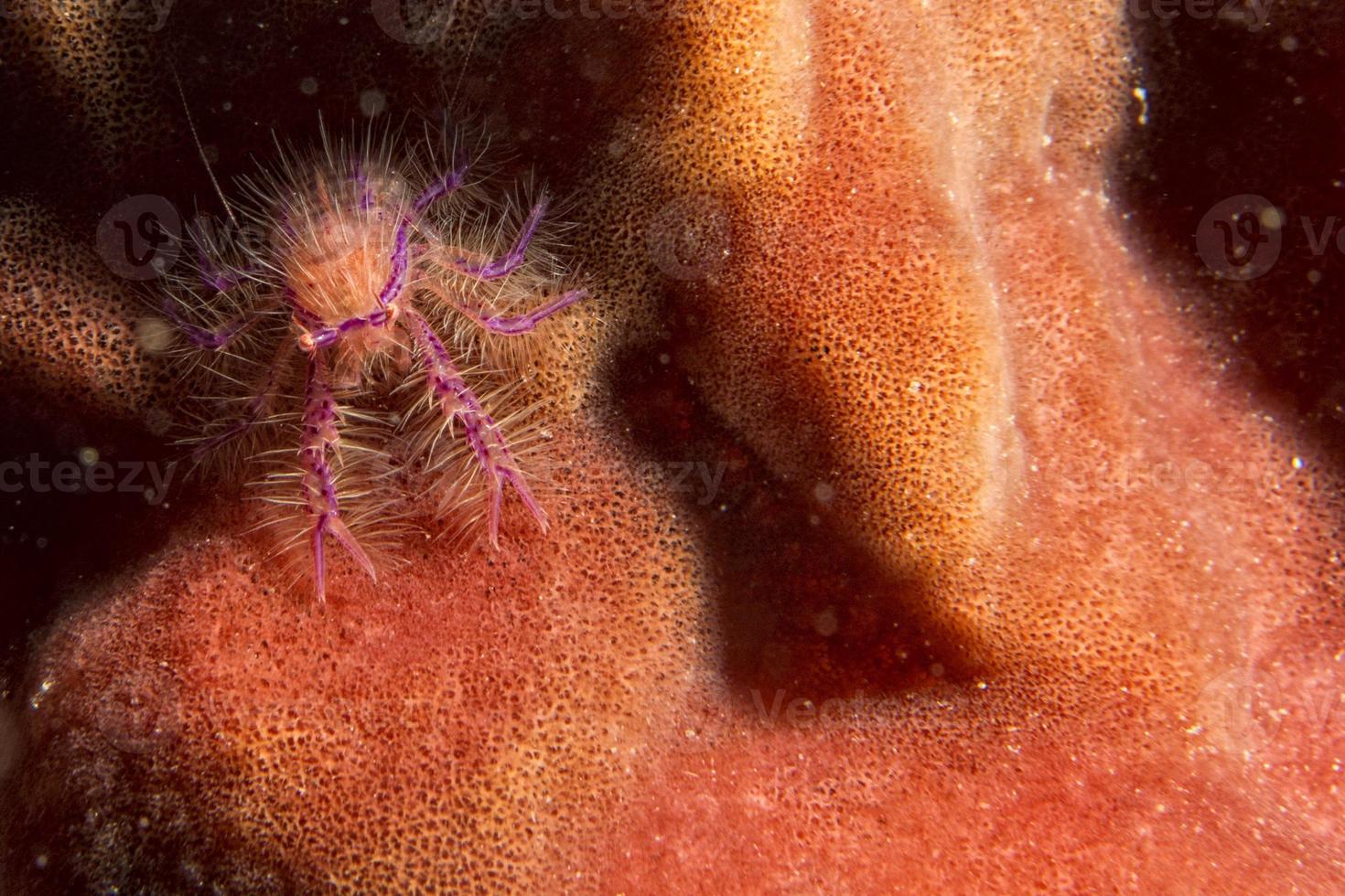Hairy Crab closeup photo