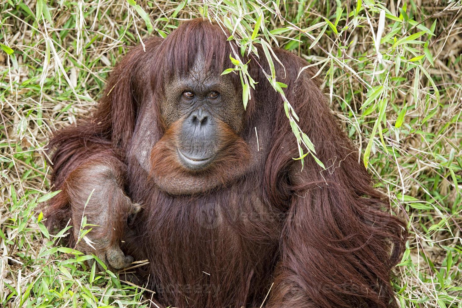 orangutan portrait on the grass background photo