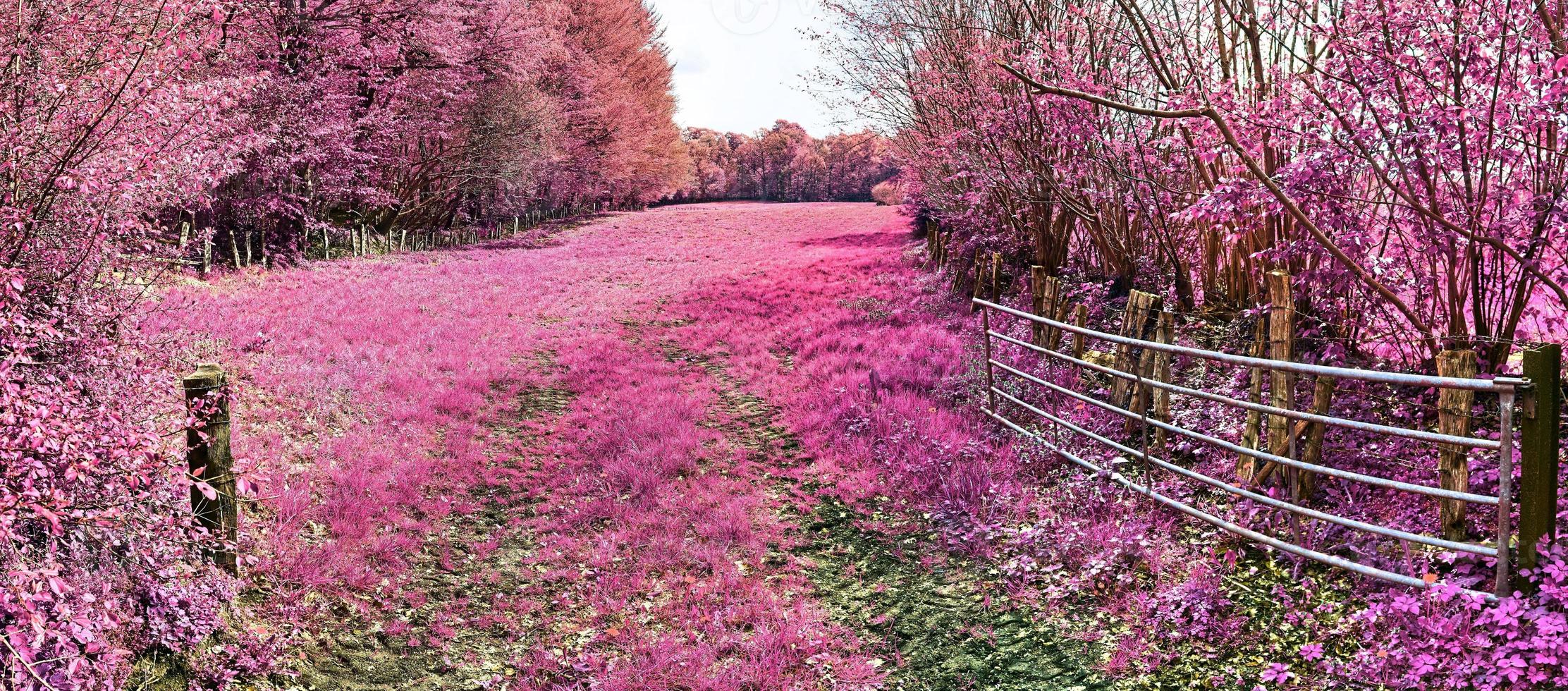 hermoso y colorido paisaje de fantasía en un estilo infrarrojo púrpura asiático foto