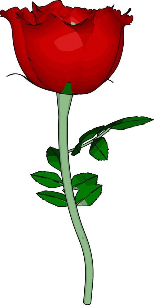 Red rose, illustration, vector on white background.