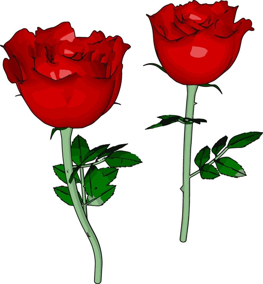 Red rose, illustration, vector on white background.