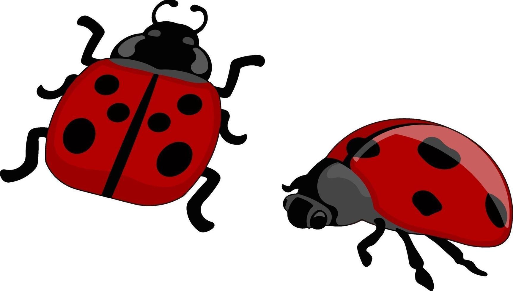 Two red ladybugs , illustration, vector on white background.