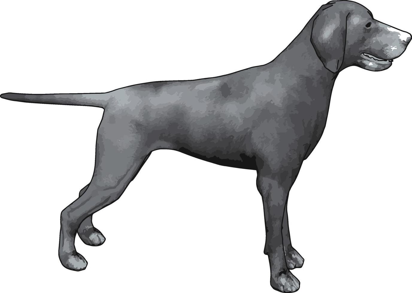 Gray weimaraner, illustration, vector on white background.