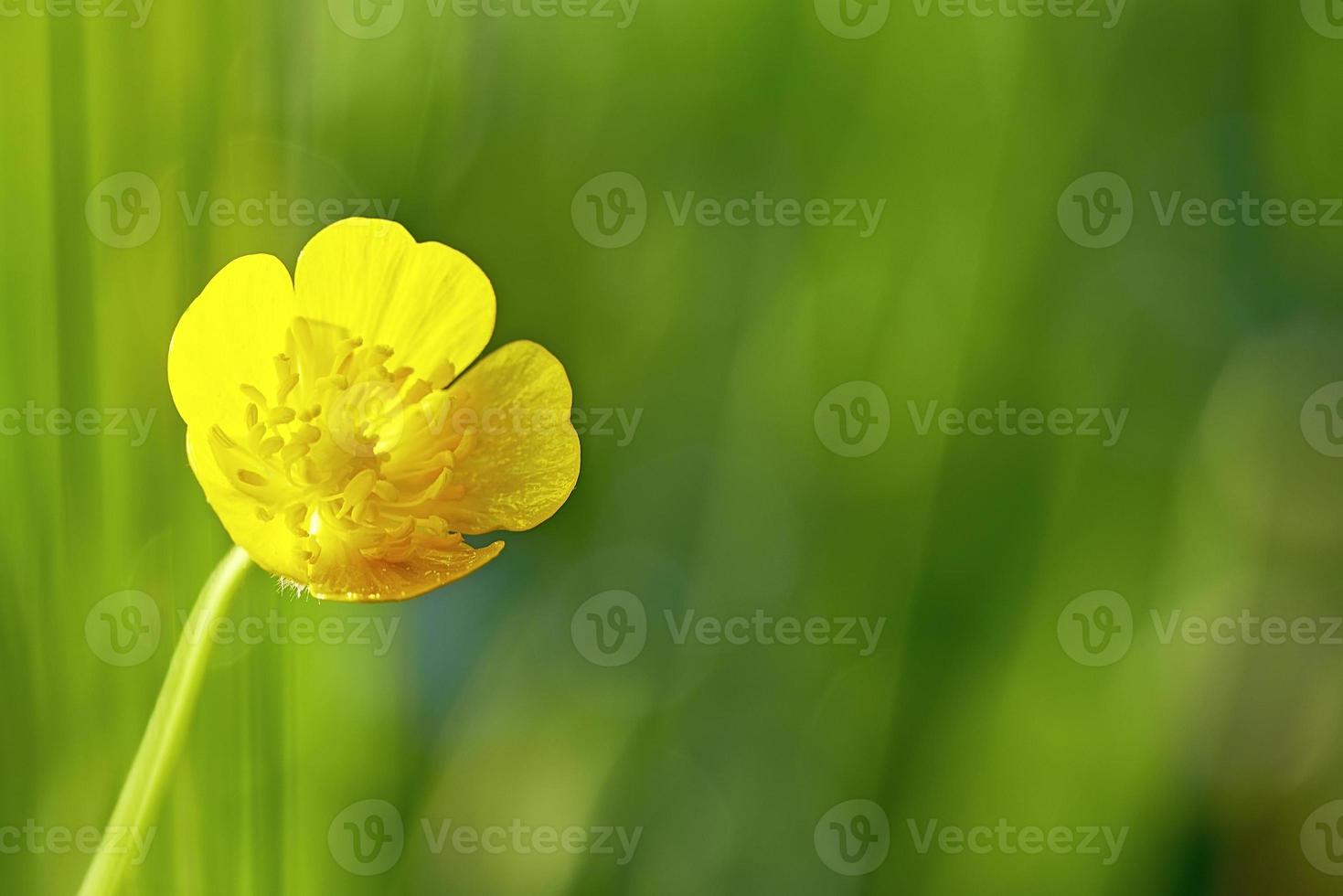 Beautiful buttercup flower photo