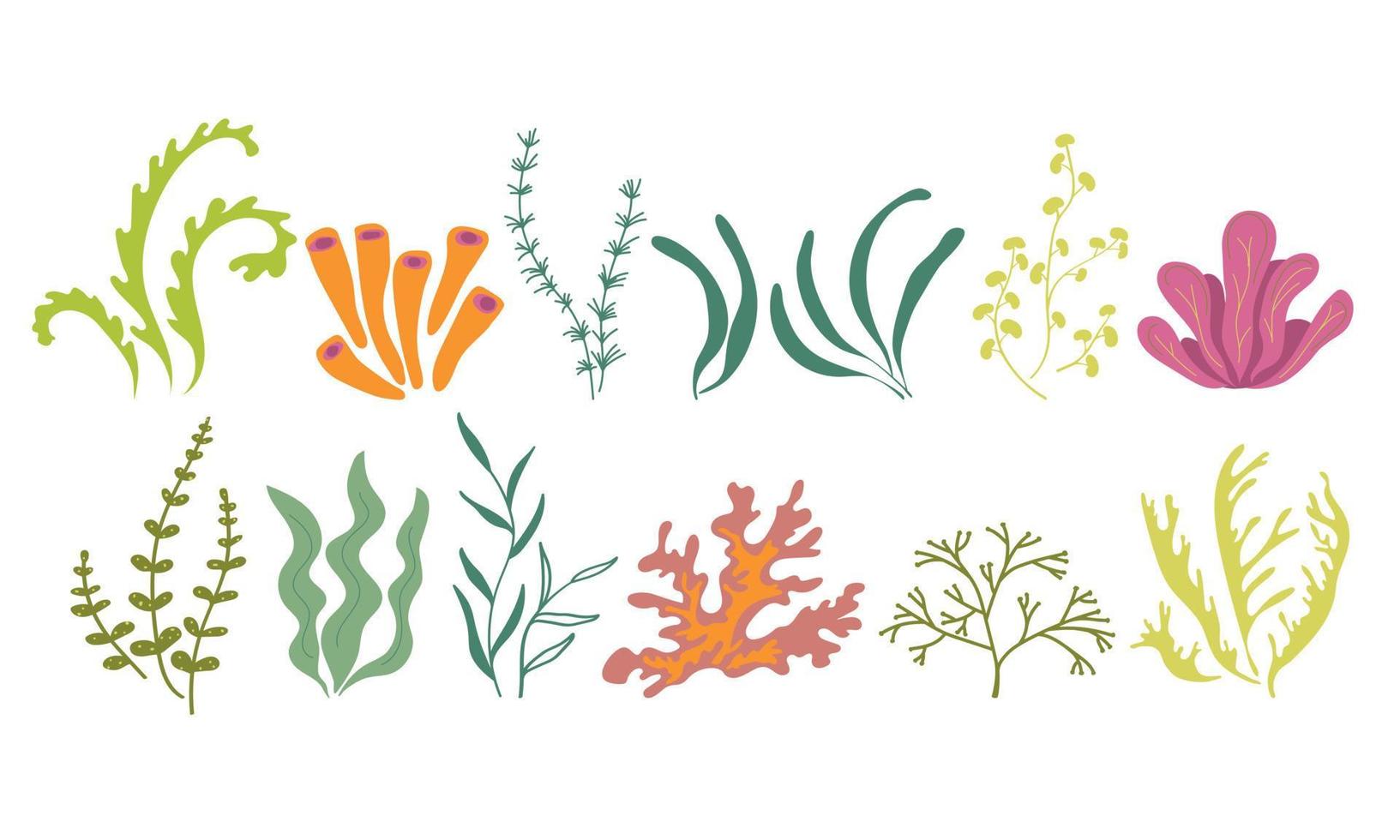 flora marina submarina. algas marinas plantas oceánicas fitoplancton, algas, laminaria, musgo marino. conjunto de mar verde. ilustración vectorial sobre un fondo blanco vector