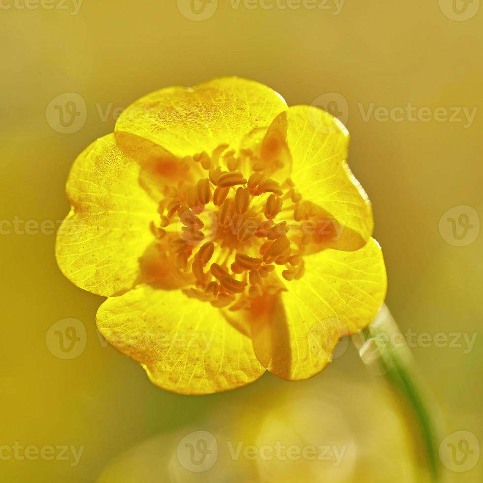 Beautiful buttercup flower photo