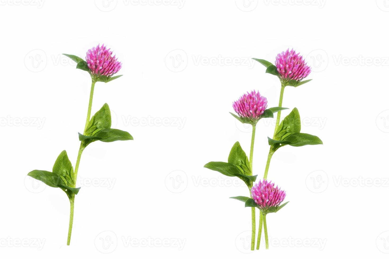 Wild red clover.Trifolium pratense isolated on a white background photo