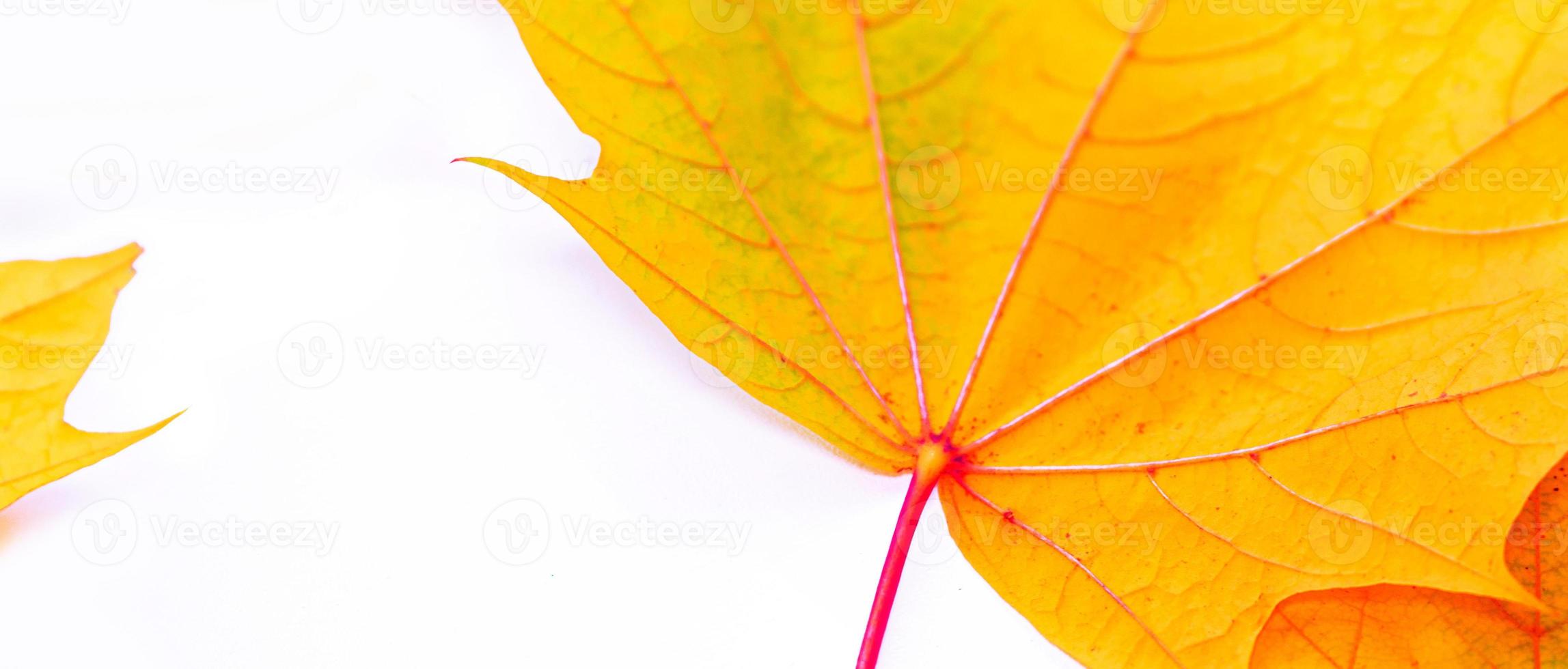 Bright colorful autumn leaves. maple photo