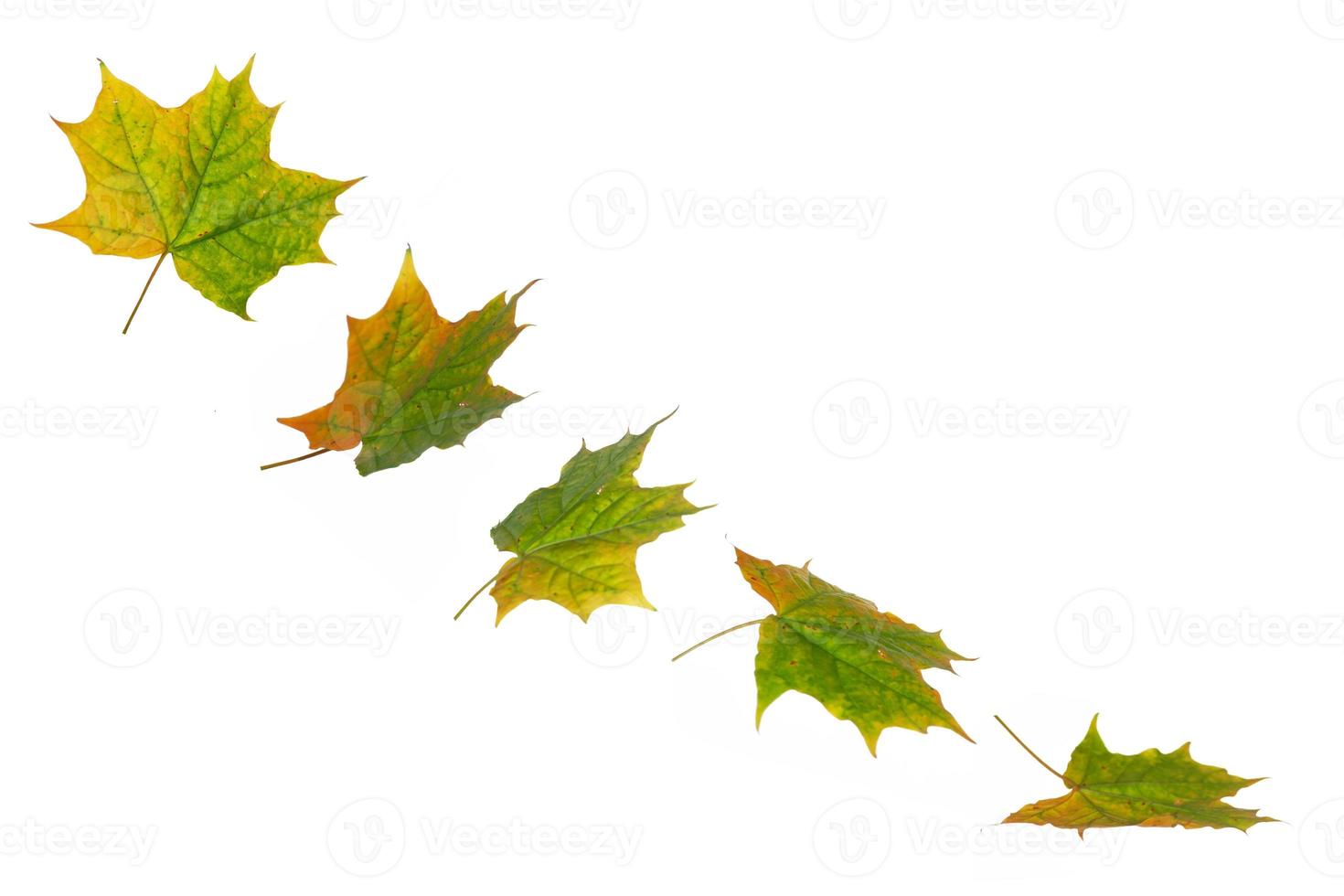 Bright colorful autumn leaves. nature photo