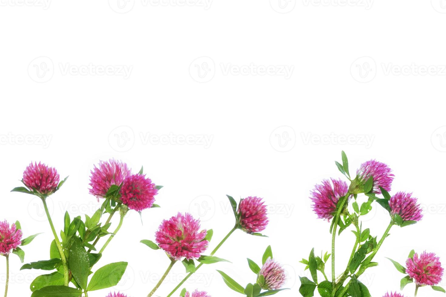 Wild red clover.Trifolium pratense isolated on a white background photo