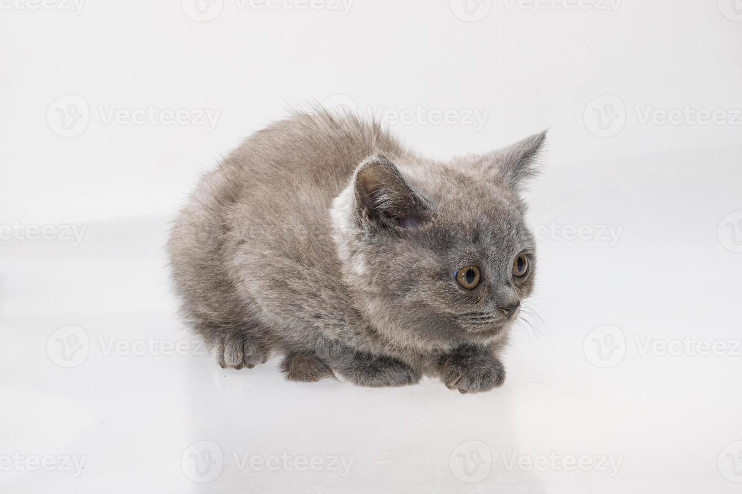 Scottish fold cat photo