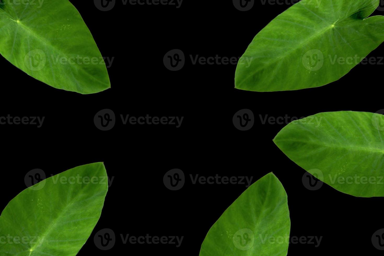 photo of green leaves on black background