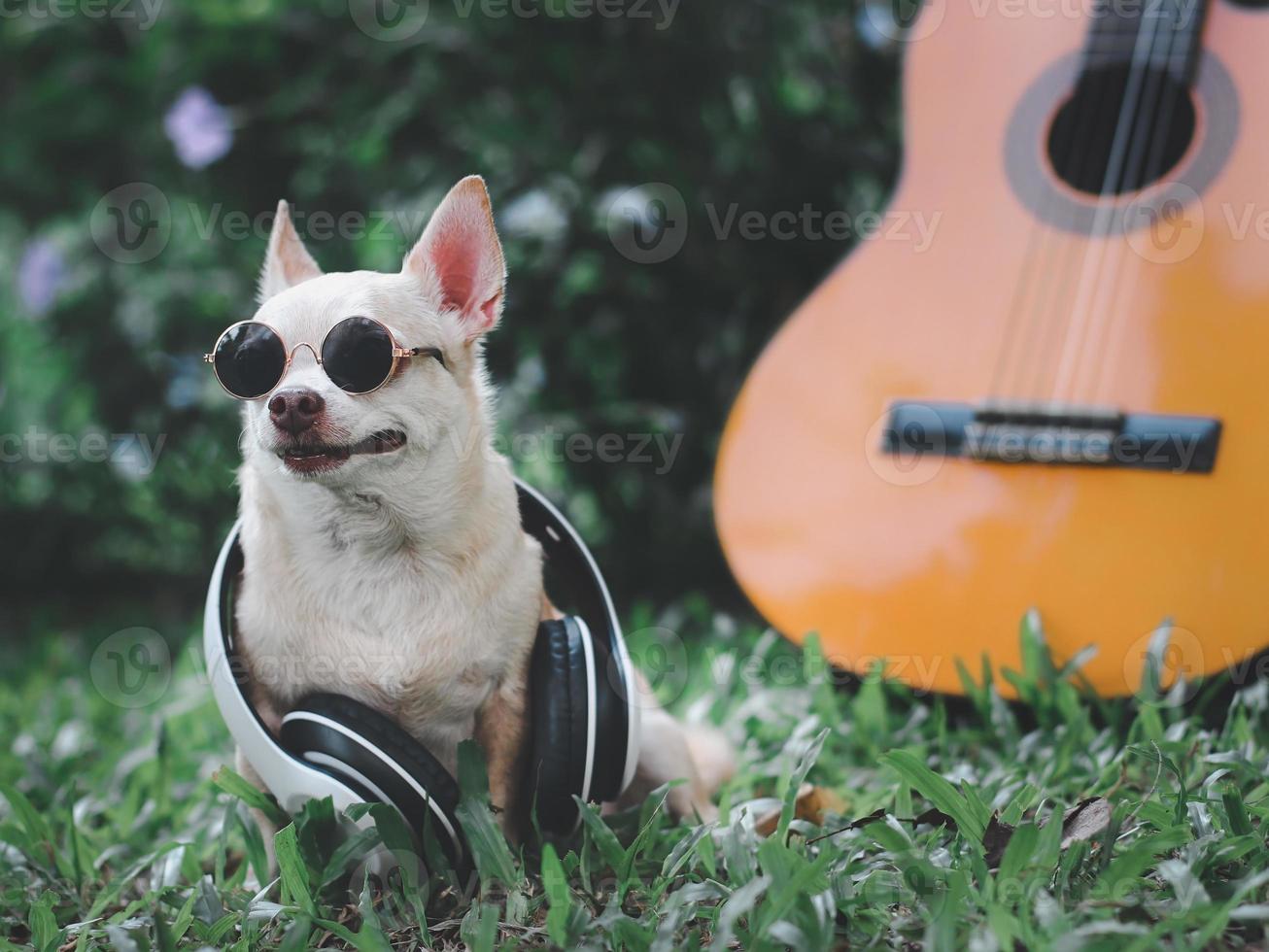 happy brown short hair chihuahua dog wearing sunglasses and headphones around neck,sitting with acoustic guitar on green grass in the garden photo