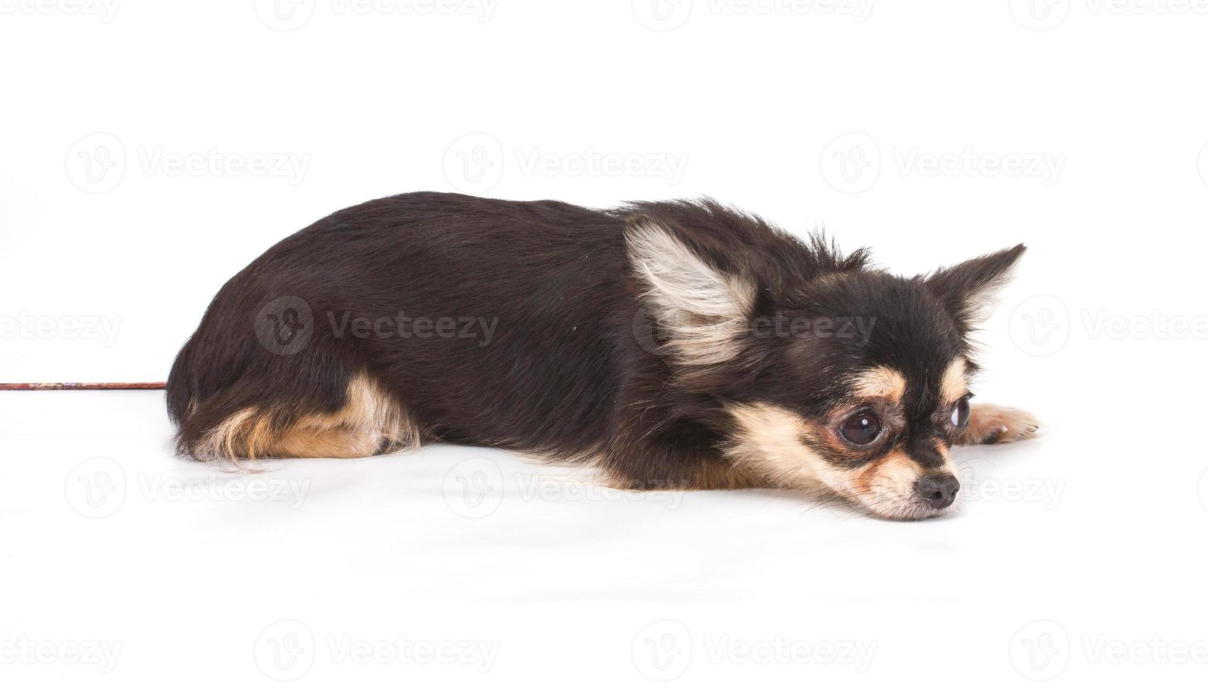 Funny puppy Chihuahua poses on a white background photo