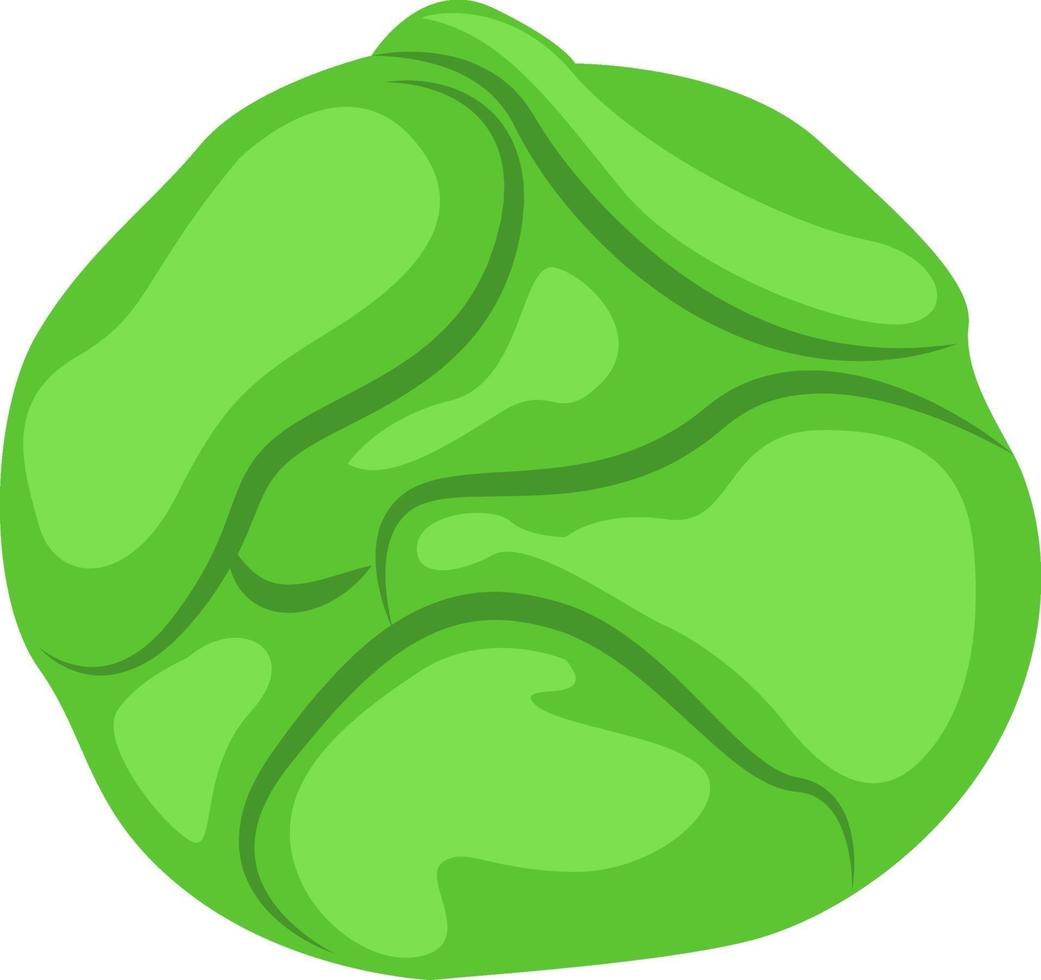 Green cabbage, illustration, vector on white background