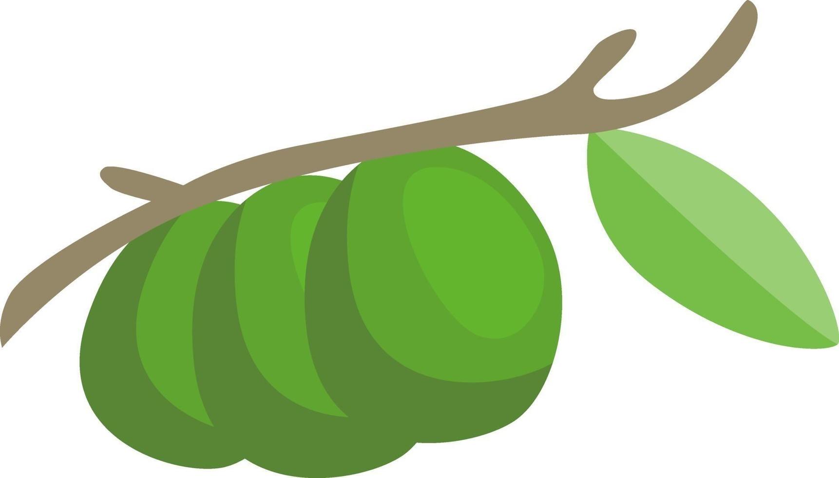 Aguacate verde en el árbol, ilustración, vector sobre fondo blanco.