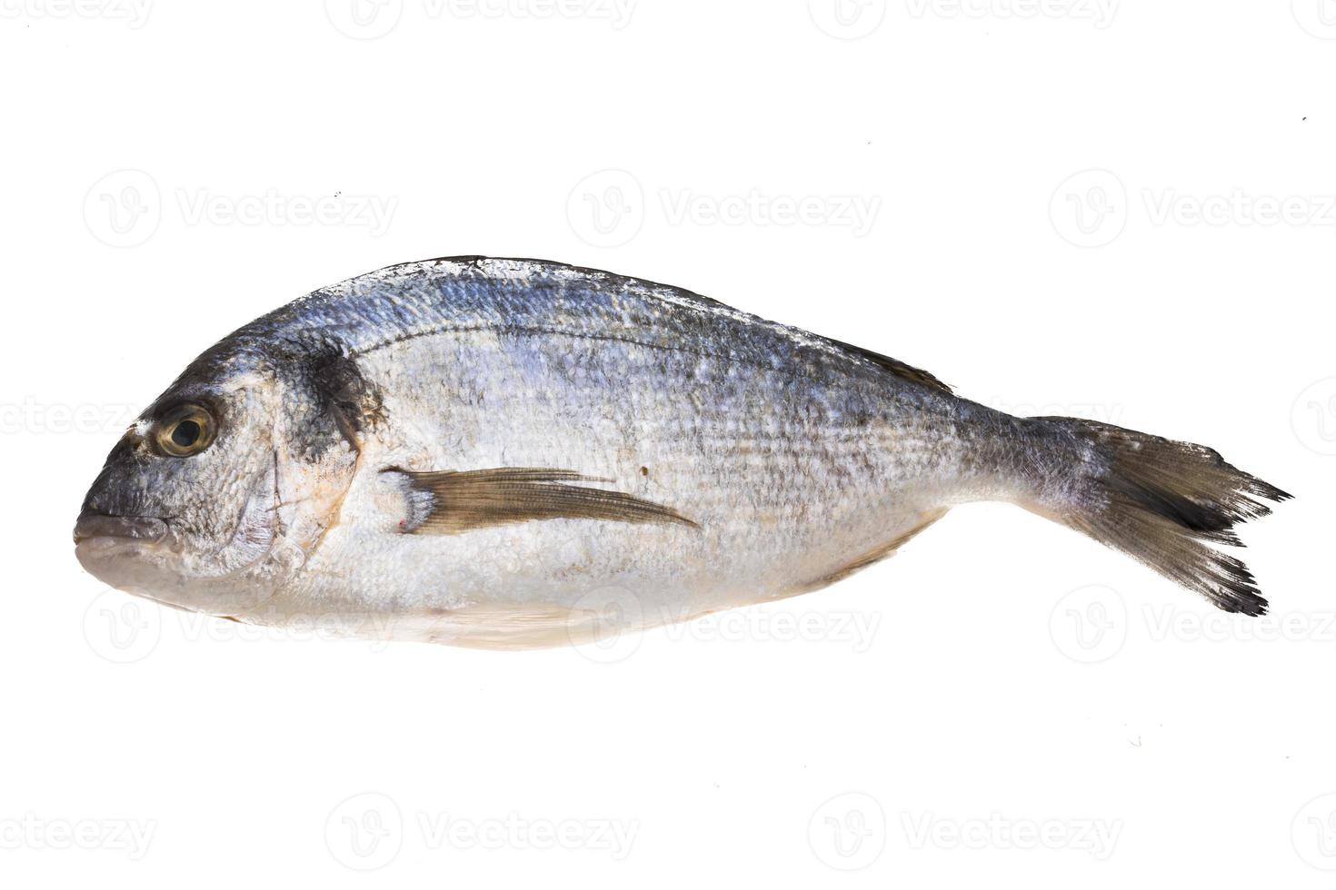 Fresh raw dorada photo