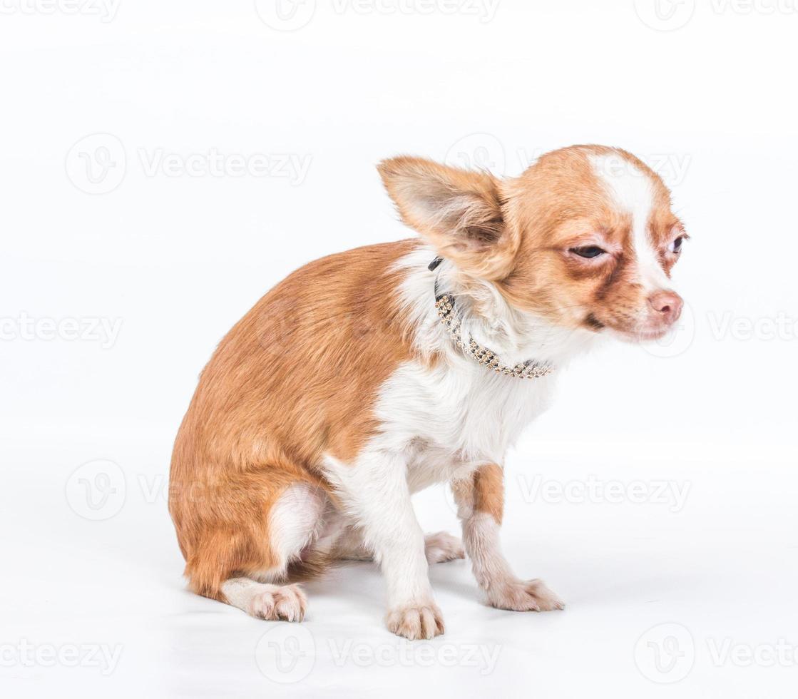 Funny puppy Chihuahua poses on a white background photo