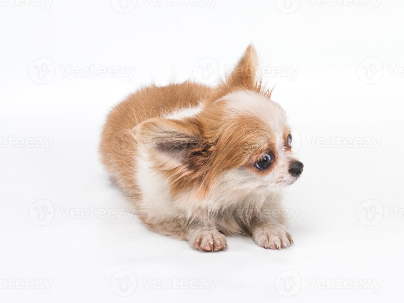 Funny puppy Chihuahua poses on a white background photo