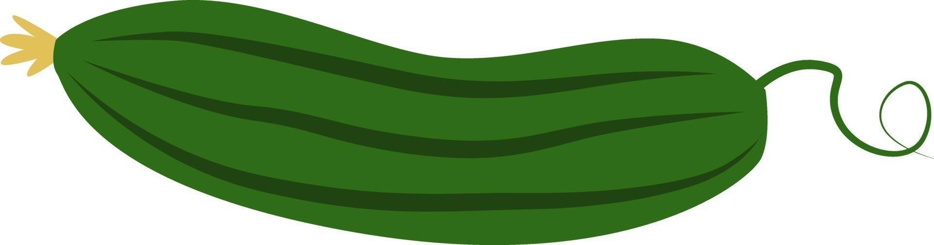 Green zucchini, illustration, vector on white background