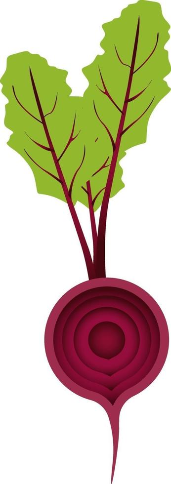 Red beetroot, illustration, vector on a white background.