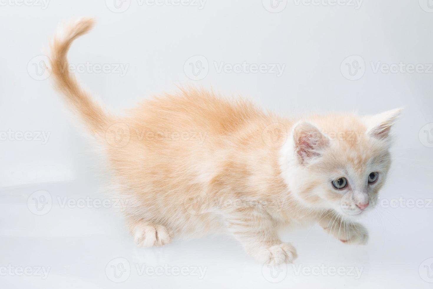 Maine Coon Cat photo