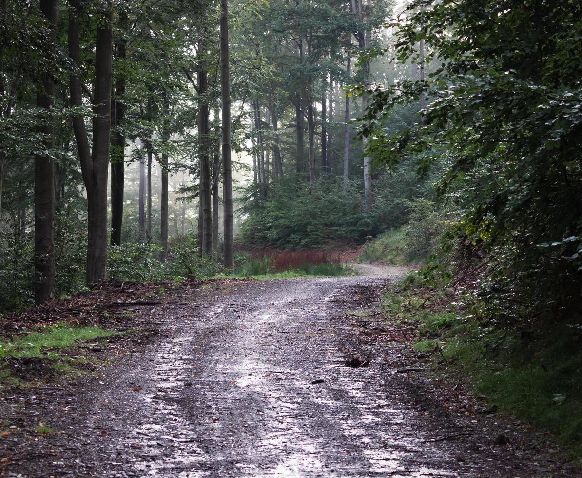 Wet, muddy road in the forest photo