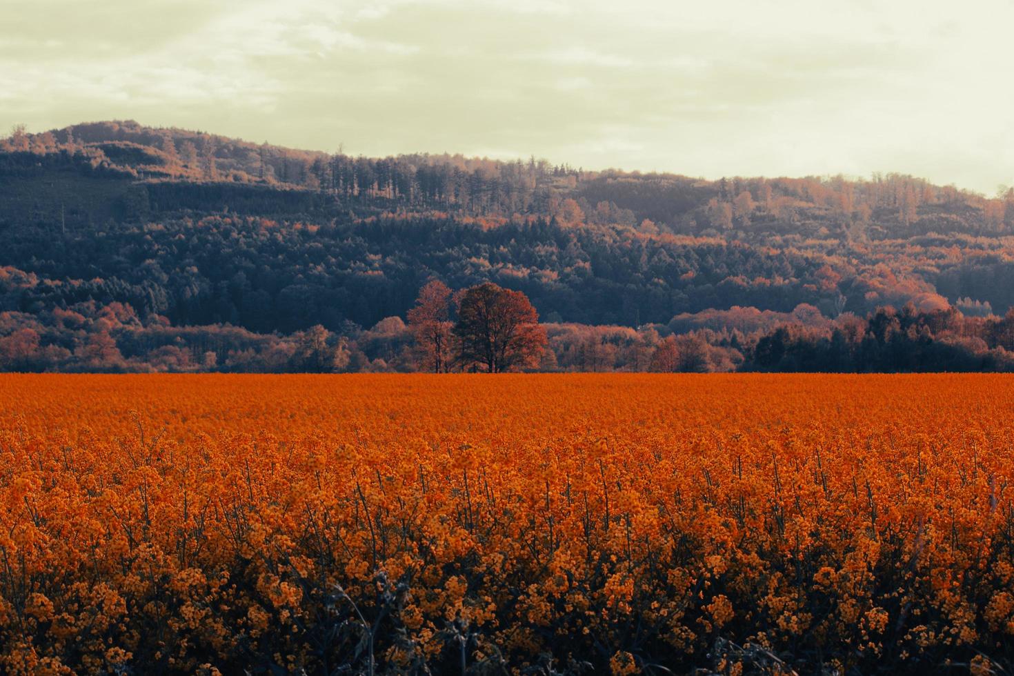 campo de flores naranjas en el fondo de las montañas foto