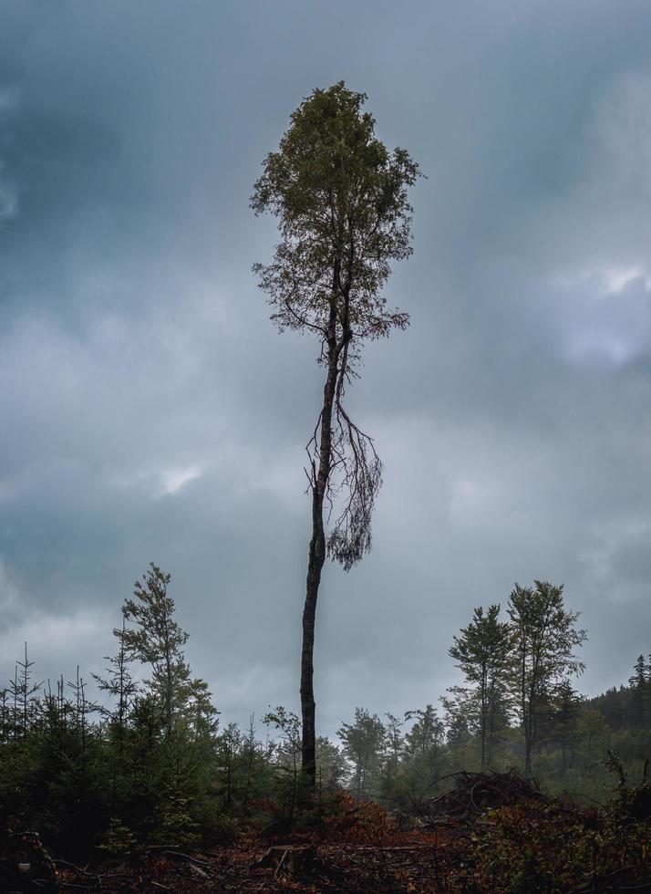A lone tree against the sky photo