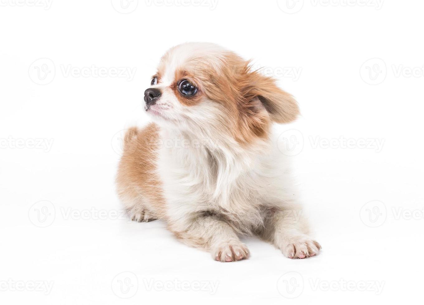 Funny puppy Chihuahua poses on a white background photo