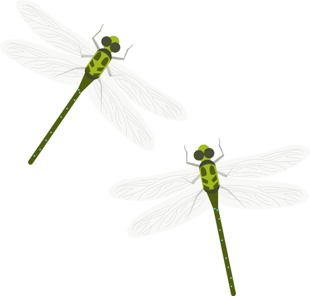 libélula, ilustración, vector sobre fondo blanco.
