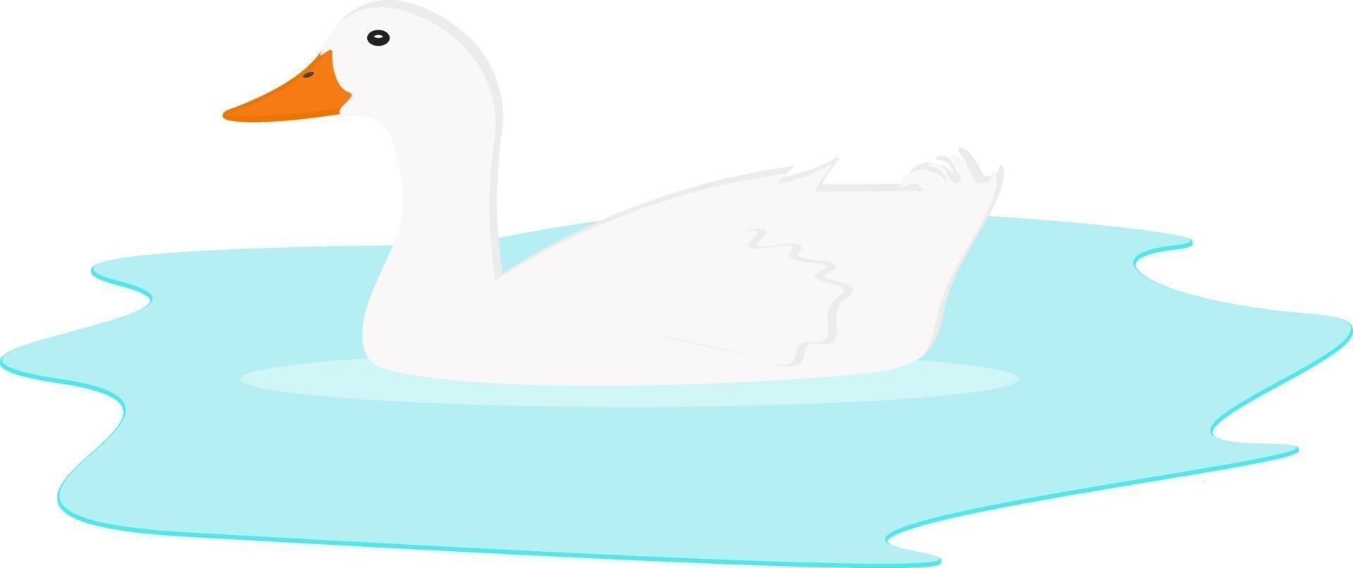 White duck in the water, illustration, vector on a white background.