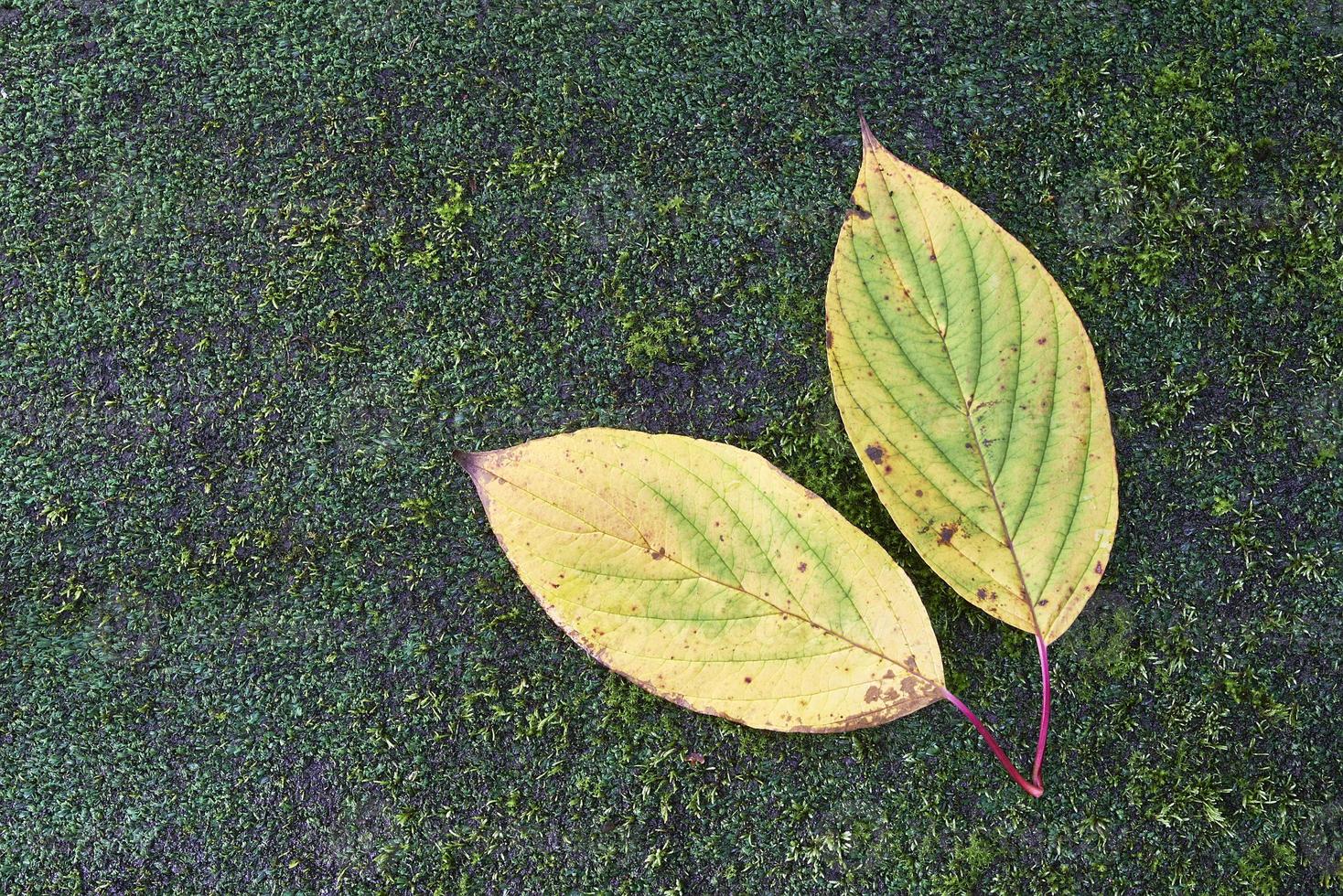 Leaves on the stone photo