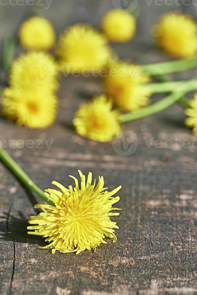 Dandelions and wood photo