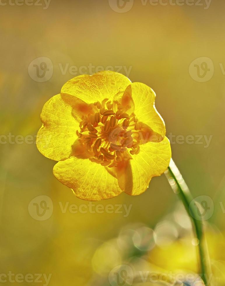 Yellow buttercup flower photo